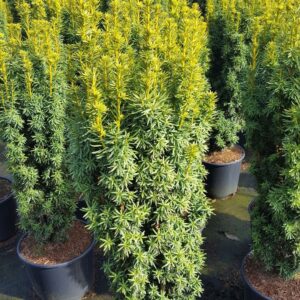 Oszlopos tiszafa (Taxus baccata 'Fastigiata David')