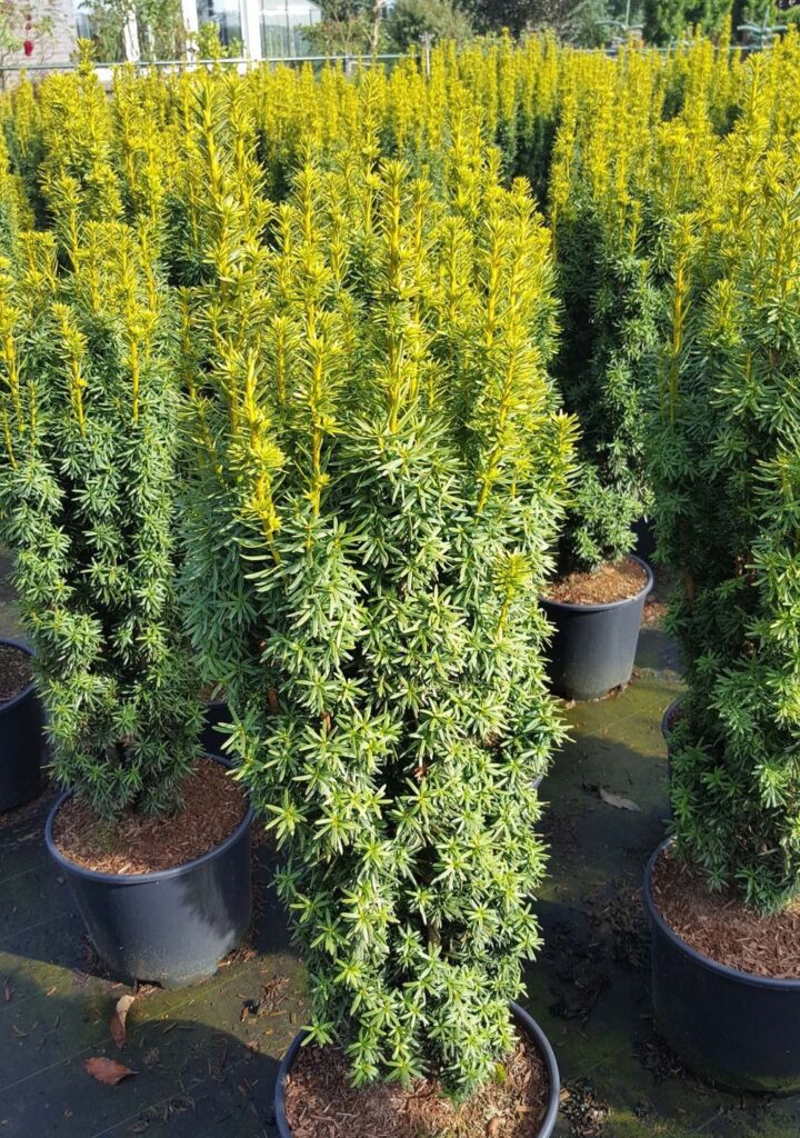 Oszlopos tiszafa (Taxus baccata 'Fastigiata David')