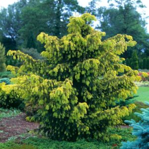 Közönséges tiszafa (Taxus baccata 'Dovastoniana Aurea')