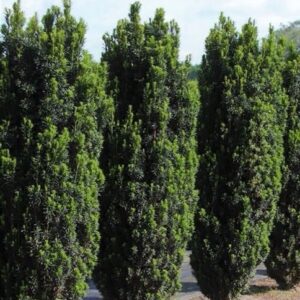 Oszlopos tiszafa (Taxus baccata ‘Black Tower’)