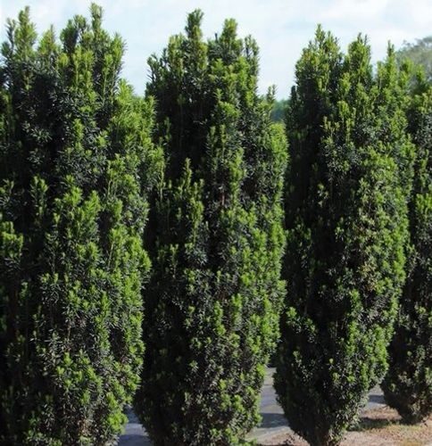 Oszlopos tiszafa (Taxus baccata ‘Black Tower’)