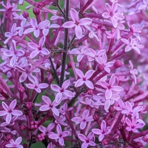 Kínai orgona (Syringa chinensis ‘Dark Purple’)