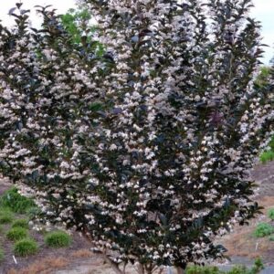 Japán sztirax (Styrax japonica ‘Evening Light’)