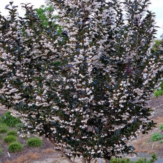 Japán sztirax (Styrax japonica ‘Evening Light’)