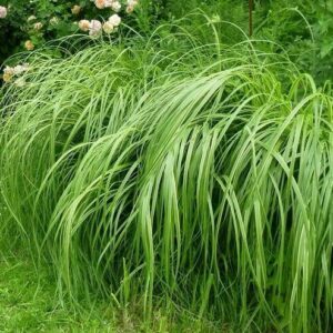 Sávos prérifű (Spartina pectinata ‘Aureomarginata’)