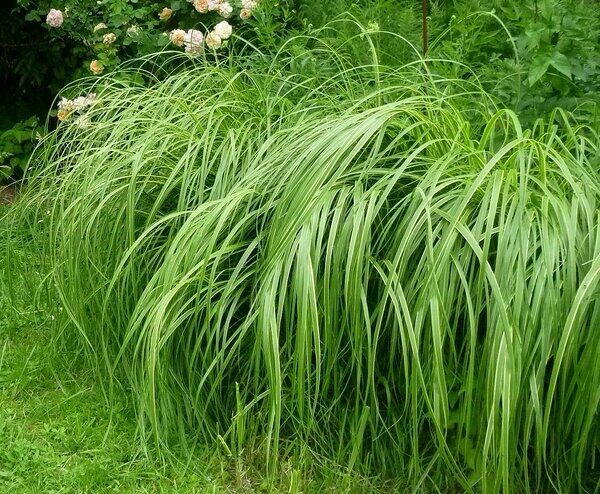 Sávos prérifű (Spartina pectinata ‘Aureomarginata’)