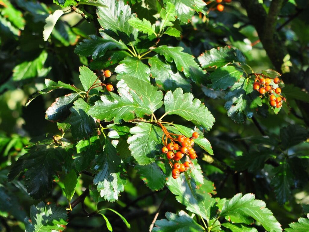 Berkenye (Sorbus rotundifolia ‘Bükkszépe’)
