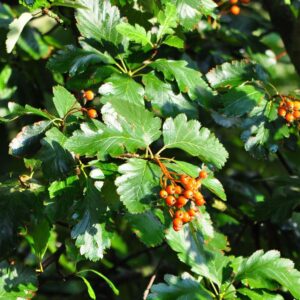 Berkenye (Sorbus rotundifolia ‘Bükkszépe’)