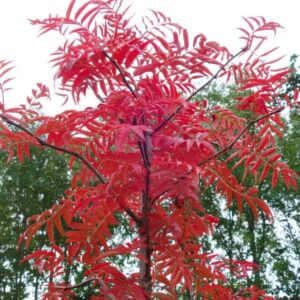 Berkenye (Sorbus commixta ‘Fireball’)
