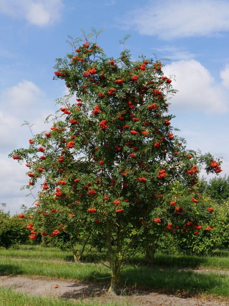 Madárberkenye (Sorbus aucuparia)