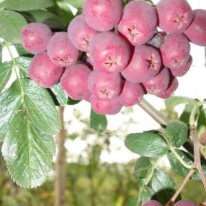 Berkenye (Sorbus ‘Titán’)