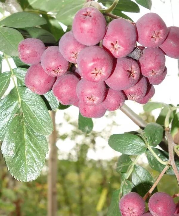 Berkenye (Sorbus ‘Titán’)