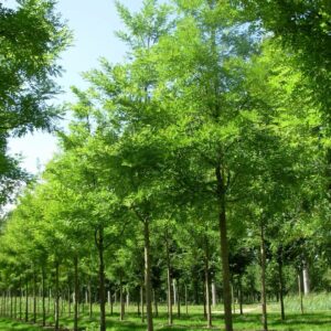 Japánakác (Sophora japonica ‘Regent’)