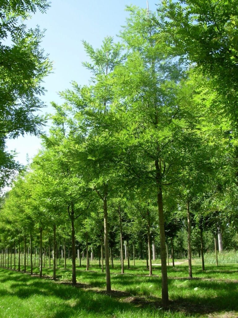 Japánakác (Sophora japonica ‘Regent’)