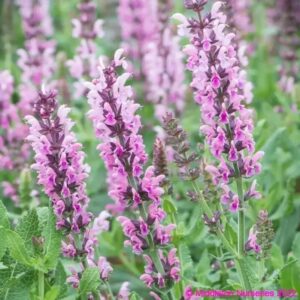 Orvosi zsálya (Salvia officinalis ‘Ovalvet Light Pink’)