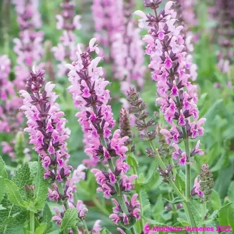 Orvosi zsálya (Salvia officinalis ‘Ovalvet Light Pink’)