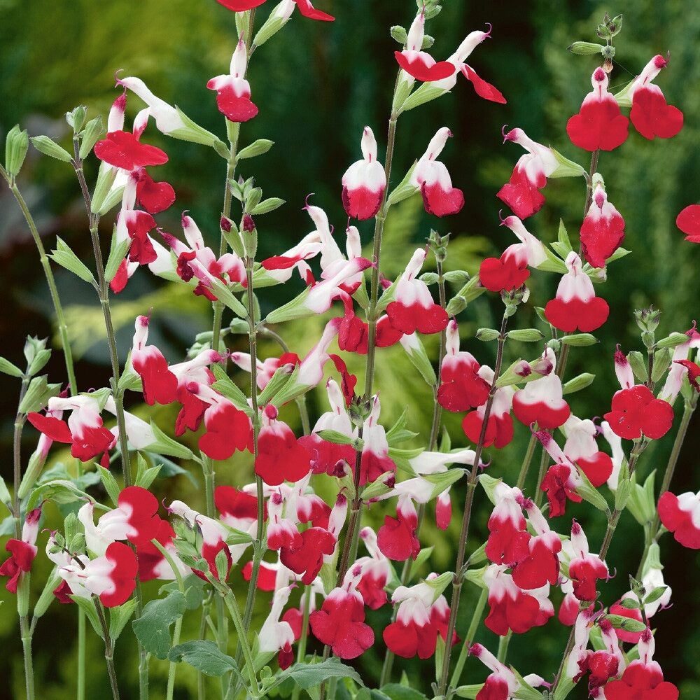 Őszi zsálya (Salvia greggii ‘Hot Lips’)
