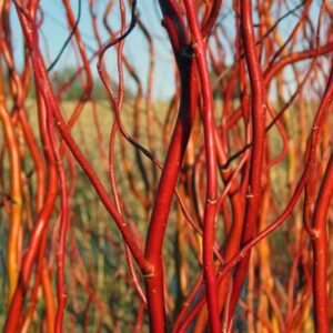 Vörös vesszőfűz (Salix erythroflexuosa)