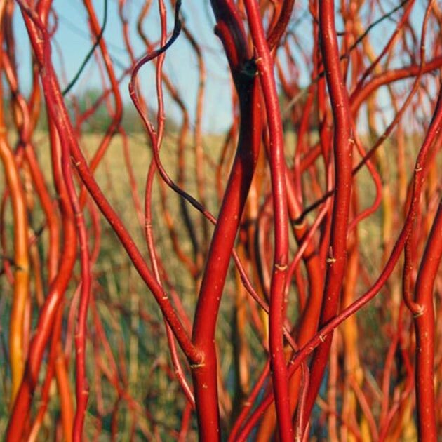 Vörös vesszőfűz (Salix erythroflexuosa)