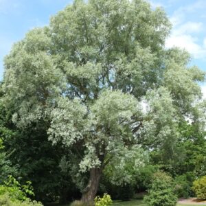 Fehér fűz (Salix alba ‘Liempde’)