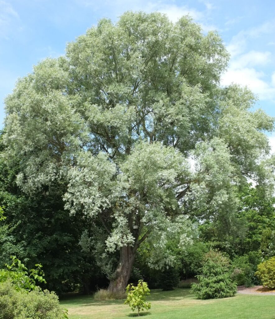 Fehér fűz (Salix alba ‘Liempde’)