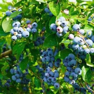 Kék áfonya (Vaccinium corymbosum ‘Duke’)