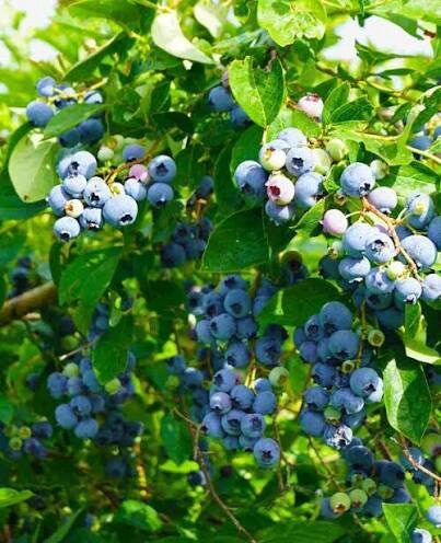 Kék áfonya (Vaccinium corymbosum ‘Duke’)