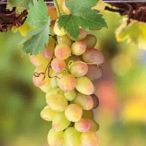 Szőlő (Vitis vinifera ‘Afúz-ali’)