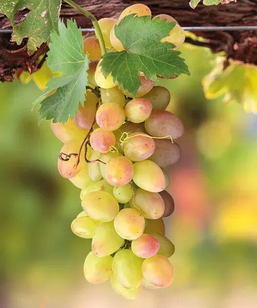 Szőlő (Vitis vinifera ‘Afúz-ali’)