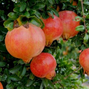Gránátalma (Punica granatum ‘Mollar de Elche’)