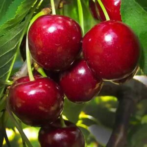 Cseresznye (Prunus avium ‘Katalin’)
