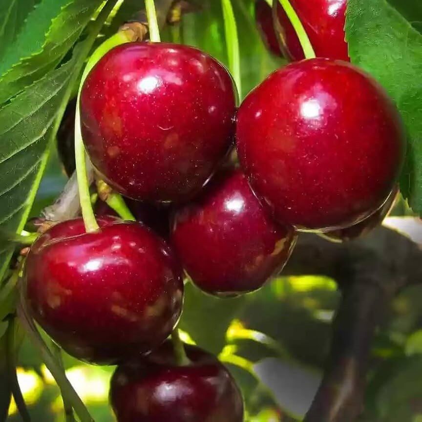 Cseresznye (Prunus avium ‘Katalin’)