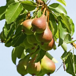 Körte (Pyrus communis ‘Doyenne du Comice’)