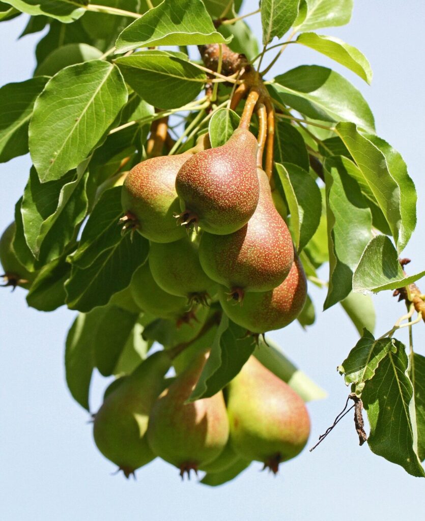 Körte (Pyrus communis ‘Doyenne du Comice’)