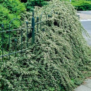 Madárbirs (Cotoneaster dammeri var. radicans)