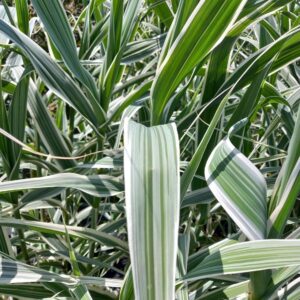 Óriásnád (Arundo donax ‘Aureovariegata’)