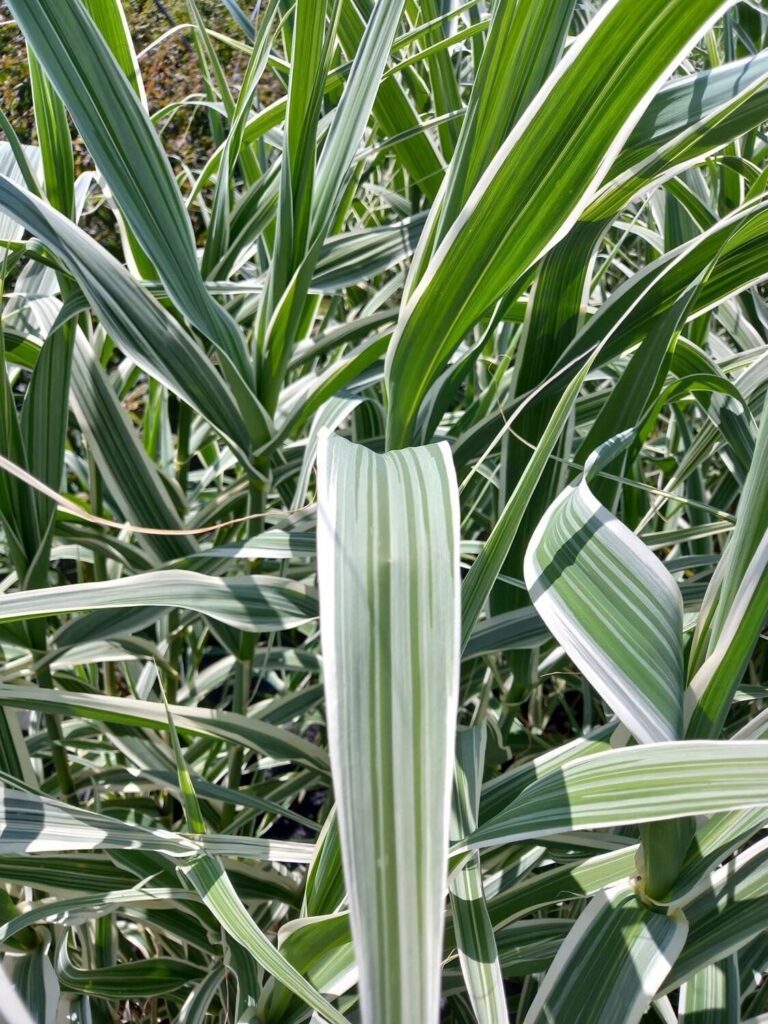 Óriásnád (Arundo donax ‘Aureovariegata’)