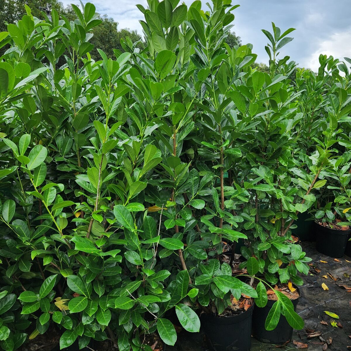 Kereklevelű babérmeggy (Prunus laurocerasus 'Rotundifolia')