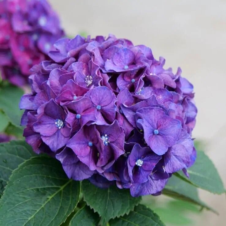 Kerti hortenzia (Hydrangea macrophylla) – lila
