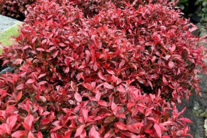 Korallberkenye (Photinia × fraseri 'Carré Rouge')