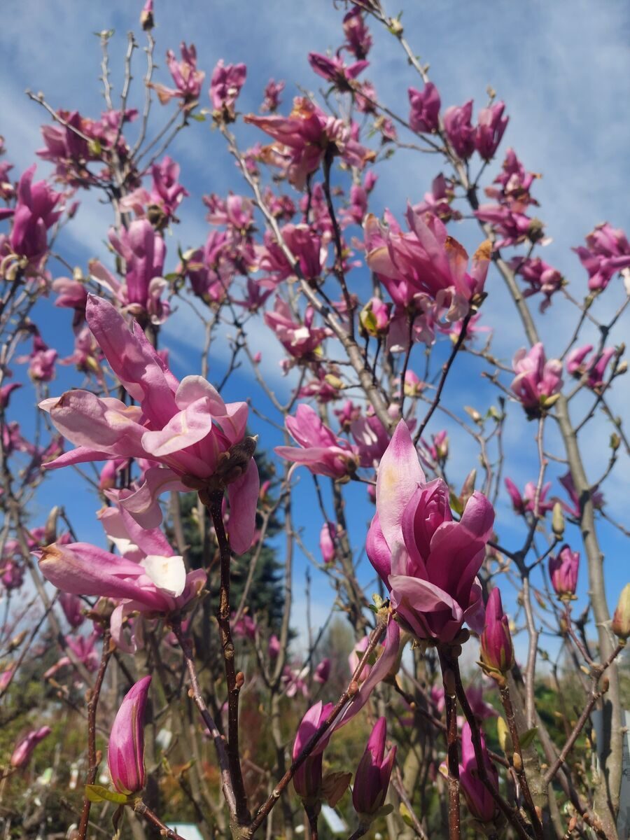 Magnólia (Magnolia 'Ricki')