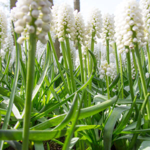 Muscari white magic