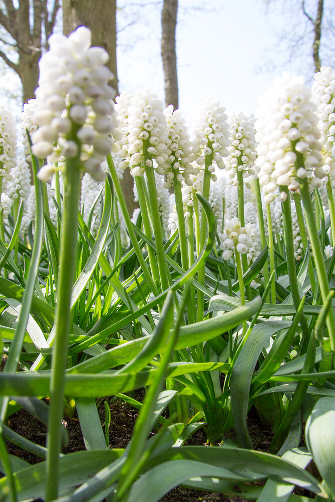 Muscari white magic