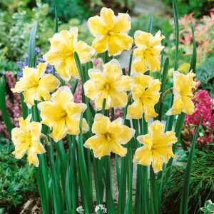 Narcissus cassata