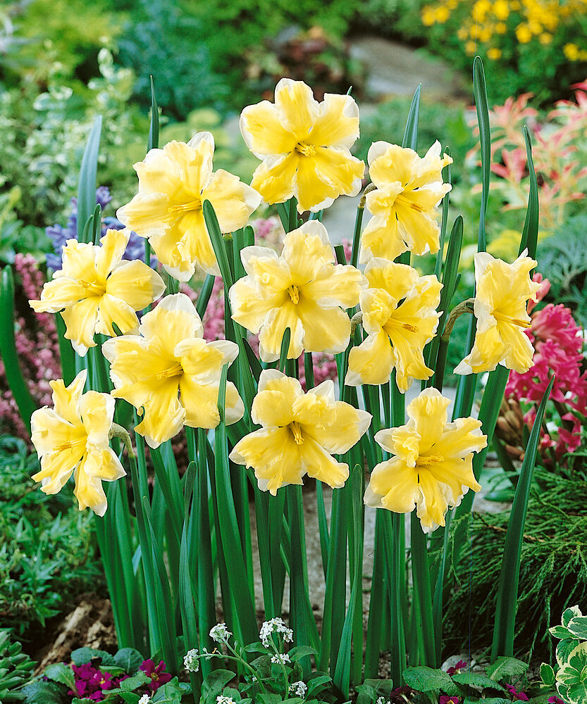 Narcissus cassata