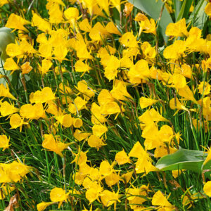 Narcissus golden bells