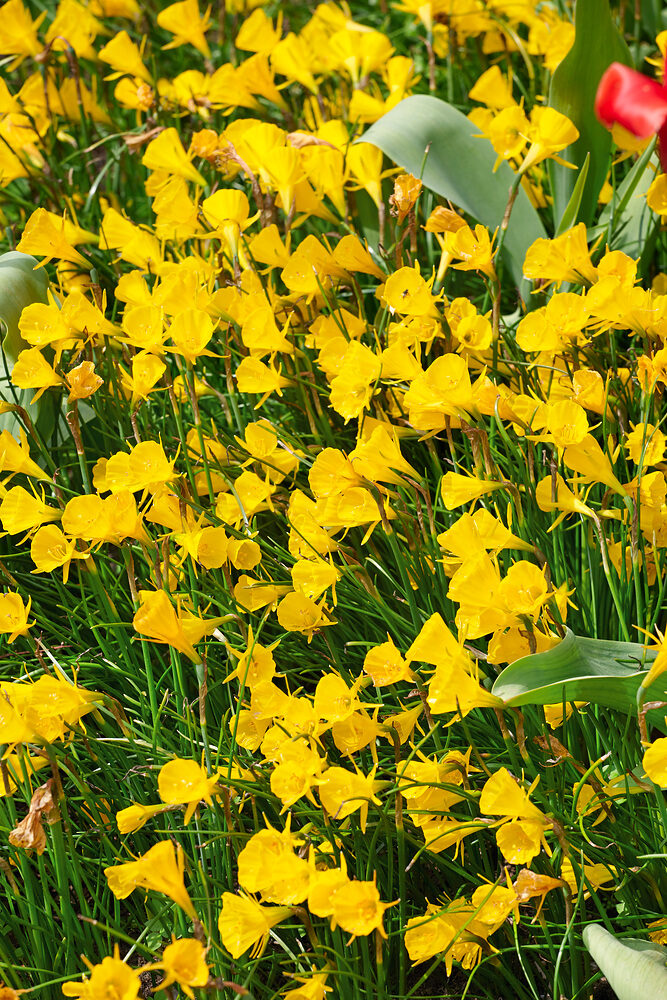 Narcissus golden bells