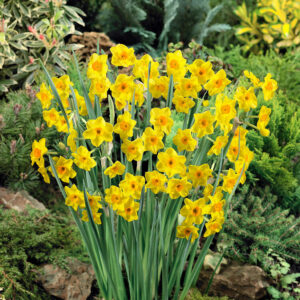 Narcissus golden dawn