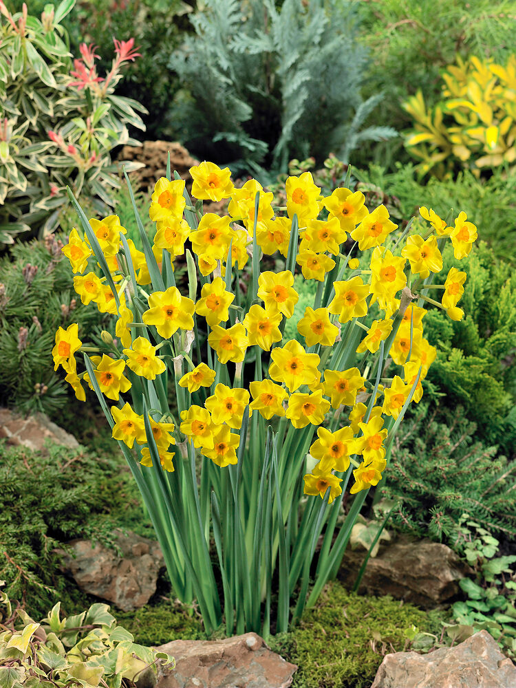 Narcissus golden dawn