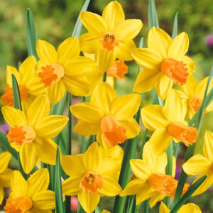Narcissus jetfire